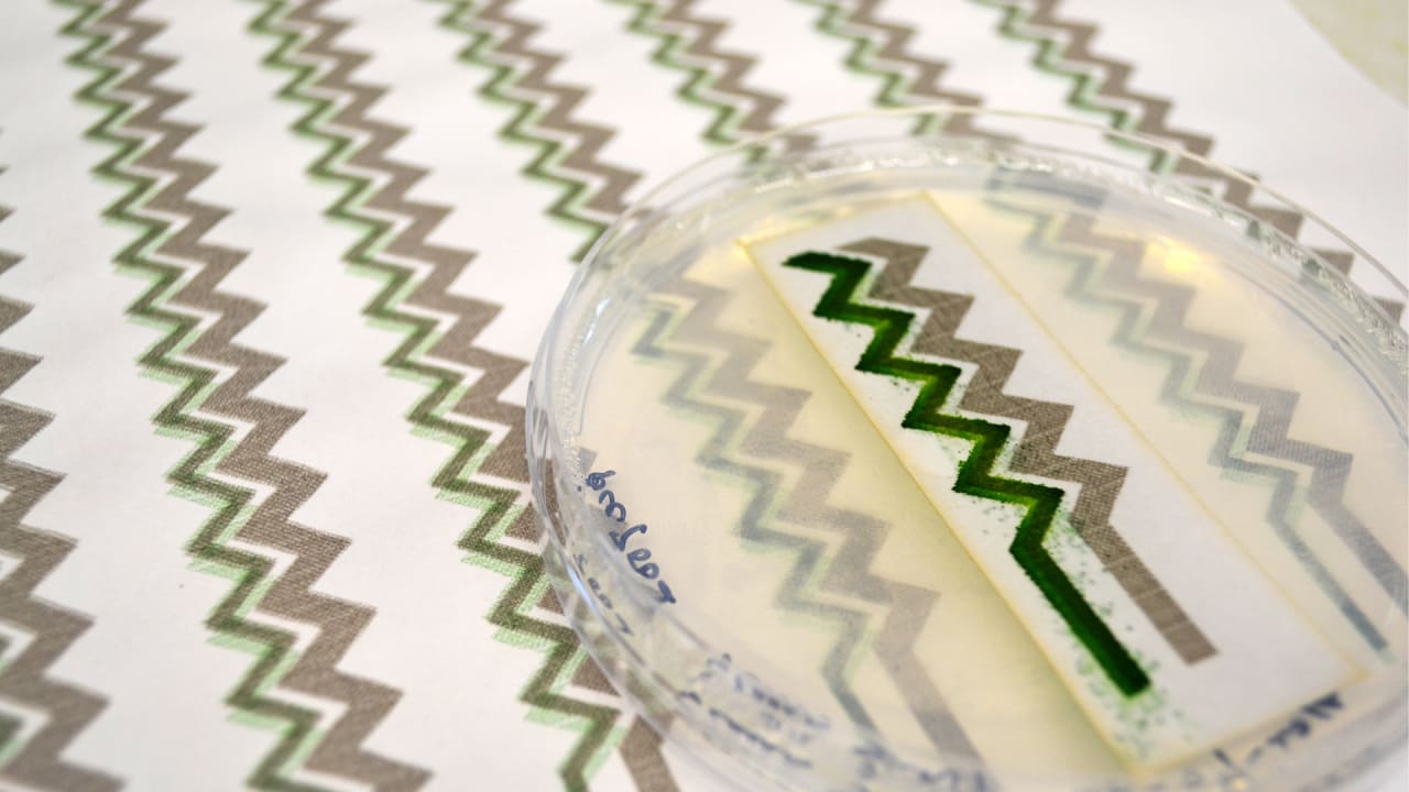 Scientists Have Engineered Living, Breathing Wallpaper